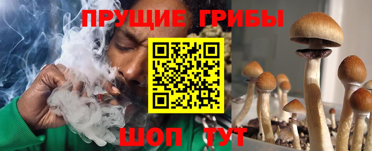Галлюциногенные грибы Psilocybe Краснокаменск